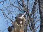IMG 4541